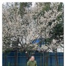 자연휴