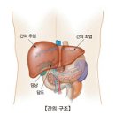 간경화 (Liver Cirrhosis) 이미지