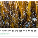 중앙미역 티스토리
