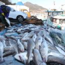 대구는 고향 안오고 국화는 고개 떨궜다…주인공 잃은 지역 축제들 이미지