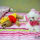 귀욤하개 이미지