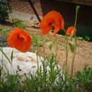 우성 행정사 이미지