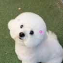 오마이도그 | [수원애견미용실]오마이도그 사랑스러운 비숑프리제 솜이, 솜사탕 가나디 인생미용 후기!!