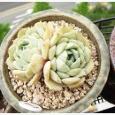 청솔메디 이미지