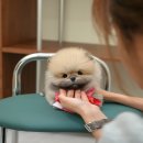 부산강아지분양 미유펫 이미지