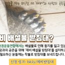 배달민족이 제비를 이로운 새로 여긴 까닭 이미지