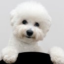 프리제(frise) 이미지