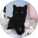 아담스펫 강아지분양 고양이분양 일산점 이미지