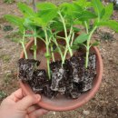 살바토레펜션 이미지