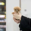 천안 강아지분양 고양이분양 파라다이스펫본점 이미지