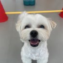 놀러오개 애견유치원 모충점 이미지