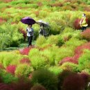 금호꽃섬을 찾은 시민들이 붉게 물들어가는 코키아 이미지