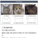 메이 동물병원 | 청주 메이동물병원 / 고양이 방광염 진료 후기