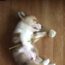 유명한 이미지