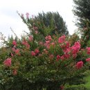 소문난오리 이미지