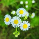 꽃] 순채 · 각시수련 꽃 ☆ 패랭이 꽃 ☆ 땅나리 ☆ 백리향 ☆ 개망초 ☆ 뱀딸기 ☆ 쥐다래 ☆ 큰까치수염