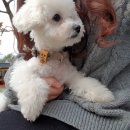 힐링독파크 이미지