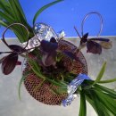 자주고름 이미지