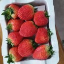 늘봄딸기농원 이미지