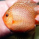 디스커스코리아 이미지