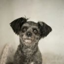 퍼스트독 이미지