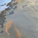 중앙솔밭캠핑장 이미지