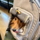 정모텔 | 남해 반려견 동반 식당 '남해그집', 멸치쌈밥과 갈치조림을 한번에 솔직후기