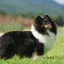 라임레이디 이미지