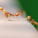 왔다 개미 이미지