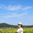 2025.07.23.(수) 연천 호루고루 해바라기 축제 이미지