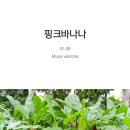 핑크바나나