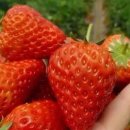 봉촌농장 이미지