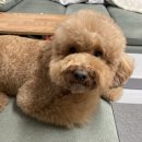 김언니 펫살롱 이미지