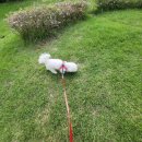 초롱이 애견 미용샵 이미지