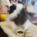 No.1 POM 이미지
