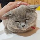 집사의하루 노원점 이미지