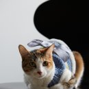 싱글멍글 이미지