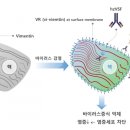 이뮨메드 수혜주 적극적으로 준비해보시는 게 좋을 듯 이미지