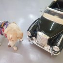 독구제과 이미지