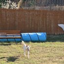 도그펠리스 이미지