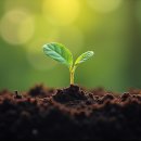 자라는 씨앗 이미지