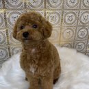 도도애견샵 이미지