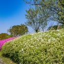 수원-0274 Daum카페