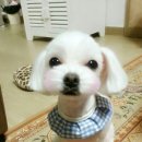 바둑이 이발소 이미지