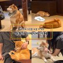 뽑아죠 | 일본 후쿠오카 유후인 시바견 카페 마메시바 후기 팁