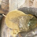 황토통나무집 이미지