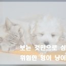 멍이냥이 이미지