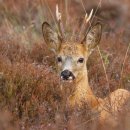 본바디한의원 이미지