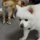 새만수농장 한국일보