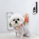 쿨독펫샵 이미지